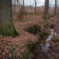 Лесной ручей... :: Николай Гирш