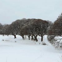 Зима 2025. Январь :: Наталья Герасимова