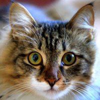 Фото на паспорт :: Vlad Сергиевич