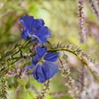 Синий лён... :: Надежда Куркина 