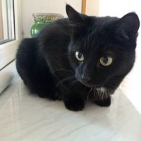 Матильда скучает по дачным просторам :: Galina Solovova Матильда скучает по дачным просторам :: Galina Solovova