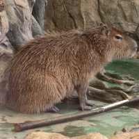 Капибара :: <<< Наташа >>>