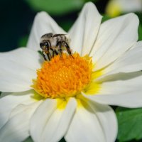 *** :: Виктор Иванович Чернюк *** :: Виктор Иванович Чернюк