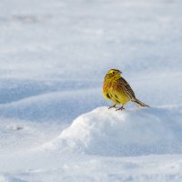 Овсянка на снегу :: Владимир Лазарев