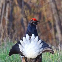 Таёжный павлин :: Михаил Белоусов