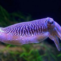 Лекарственная каракатица :: Aleksey Afonin