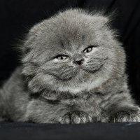 Котики-4 :: irina Schwarzer 