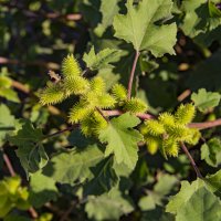 Репей :: Анатолий Чикчирный