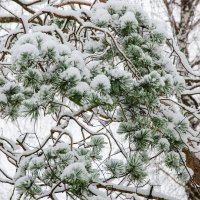 ___ :: Галина Ложечникова