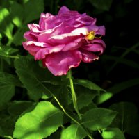 Роза и паучёк :: Валентин Семчишин