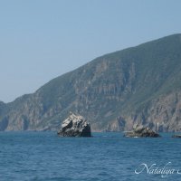 Природа Крыма :: Amazing Cosmea