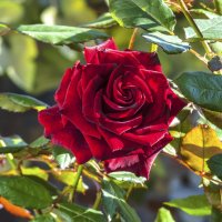 Бархатная  роза :: Валентин Семчишин