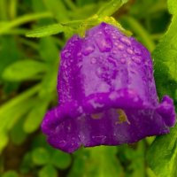 "дождливый колокольчик" :: Olga Oskolkova