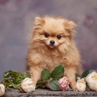 Маленький шпиц :: Евгений Васильев