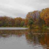 Озеро Лесное, Калининград :: Рита Симонова