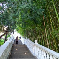 Адлер. Дендропарк "Южные культуры" :: Нина Бутко