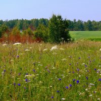 Разнотравье. :: nadyasilyuk Вознюк Разнотравье. :: nadyasilyuk Вознюк