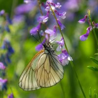 Запахи лета :: Наталья Димова