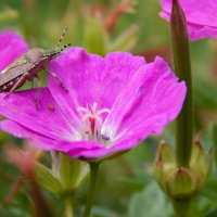 Летний  сюжет :: Александр Ковальчук
