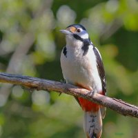 про дятлов :: Andrey Bragin 