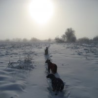 Зима :: Anna Ivanova