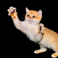 Сейчас поймаю :: Римма Волченко Сейчас поймаю :: Римма Волченко