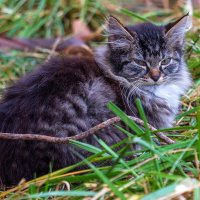 Ничей. :: Анатолий. Chesnavik.