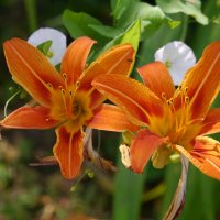 Лилии :: Дмитрий Swan