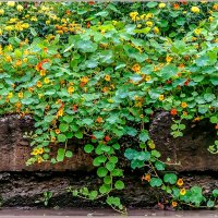 Осенний дождик.. :: Aquarius - Сергей