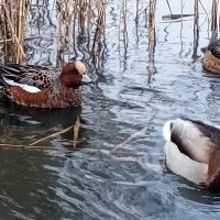 Утки :: Сапсан 