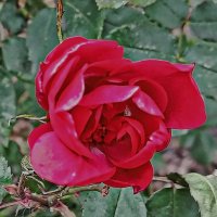 Красавица после мороза и снега! :: Валентина  Нефёдова 