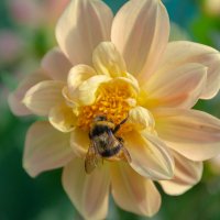 *** :: Виктор Иванович Чернюк