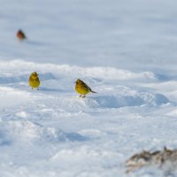 Овсянки и зяблики на снегу :: Владимир Лазарев