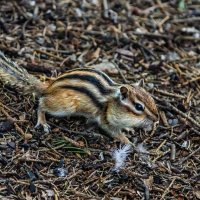 Бурундук :: SanSan 