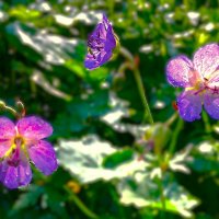 "цветы полевые" :: Olga Oskolkova