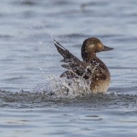 турпан. :: юрий макаров турпан. :: юрий макаров