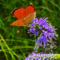 "время обеда" :: Olga Oskolkova