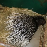 Дикобраз Анфиса :: Ольга 