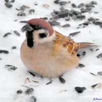 Товарищ, сыпь щедрее семки! :-) :: Андрей Заломленков