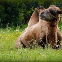 Заезжий гастролёр на отдыхе ... :: Валентина Надсон