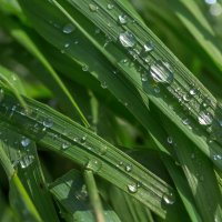 Летнее утро после дождя. г. Миасс, Машгородок. :: Алексей Трухин