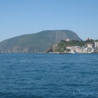 Природа Крыма :: Amazing Cosmea