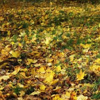 Ашманн парк, Калининград :: Рита Симонова