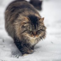 Скучал... :: Владимир Иванович