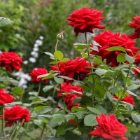 В моем саду :: елена беликова