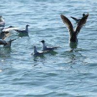 Молчать ! Я главная ! :: Валерий 