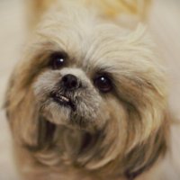 Хозин не болей! :: Юрий Полторыхин.