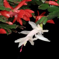 декабристы :: Игорь Kуленко