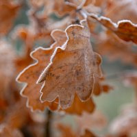 Заморозок. :: Сергей Татаринов