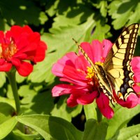 опять про бабочек...207 :: Александр Прокудин